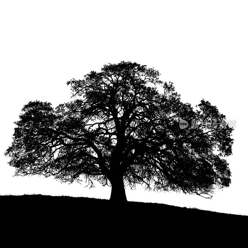 加利福尼亚黑橡树剪影(Quercus kelloggii) /孤立的白色。